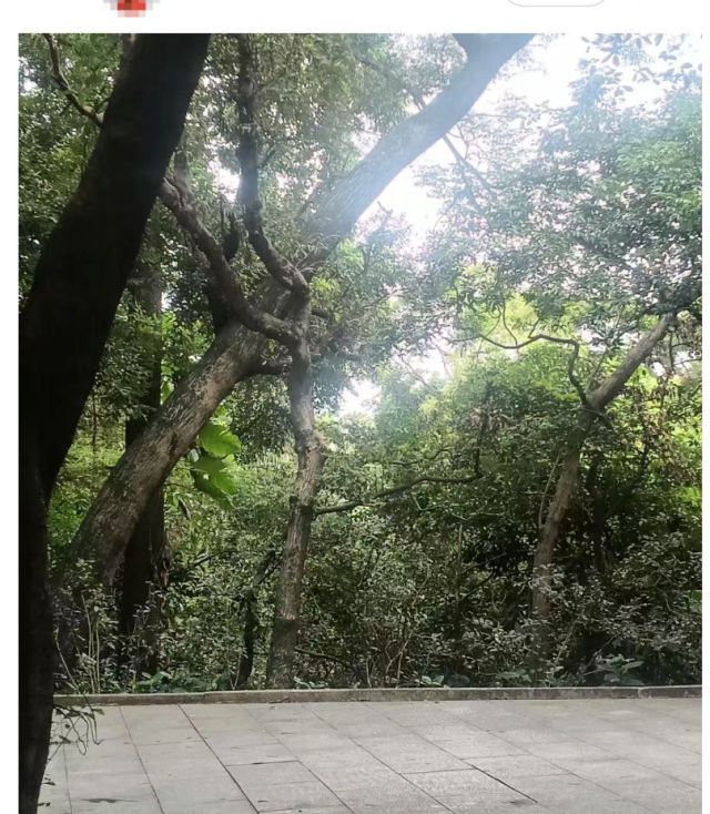 湛江已有公园出现！街坊们注意→冰球突破豪华版app近期多发！